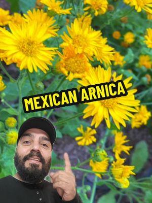 🌼Discover the Power of Arnica! 🌼 Familia, for centuries, Indigenous Mexican healers have used Mexican Arnica (Heteroteca Inuloides) to treat bruises, muscle pain, and inflammation. This beautiful yet powerful flower isn’t just folklore – it’s a proven remedy passed down by our ancestors. ✨ Benefits of Arnica: Reduces bruising and swelling Relieves sore muscles and joint pain Speeds up the healing process for injuries Natural anti-inflammatory properties 💛 Remember! While Arnica is excellent for external use, only small amounts should be ingested for internal healing. Large amounts can be toxic to the liver – use with care! 👉 We carry Arnica Salve for muscle aches and bruises, and the Arnica Flower for your home remedies. 📍Visit us at: Aztlan Herbal Remedies 21720 South Vermont Avenue, Suite 111 Torrance, CA 🔗 www.aztlanherbalremedies.com 📞 Contact us at: 424-228-8646 🌿 Reconnect with the roots of natural healing – like our ancestors did! 🌿 #HerbalHealing #MexicanArnica #TraditionalMedicine #NaturalRemedies #AztlanHerbalRemedies #IndigenousHealing #Foryou #MuscleRecovery #BruiseRelief #PainReliefHerbs #arnica  #AztecHealing #AncientWisdom #NaturalPainRelief #Herbalist #HolisticHealing #AncestralRemedies #AztlanRoots #greenscreenvideo 