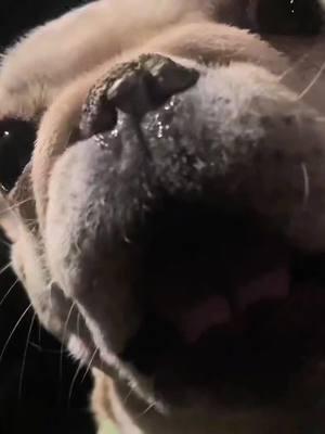 Whose French bulldog loves to bark so much#Frenchbulldog#Frenchbulldog #stupid #dogvoice #dogsound #dogsoftiktok