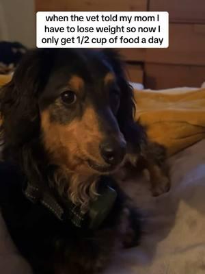 big mad #dachshund #minidachshund #longhaireddachshund #blackandtandachshund #3leggeddachshund #3leggeddog #dachshundsoftiktok #miniaturedachshund #dogs #charlottenc #wlw #lgbtq #lesbian 