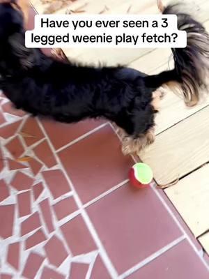 His favorite activity #dachshund #minidachshund #longhaireddachshund #blackandtandachshund #3leggeddachshund #3leggeddog #dachshundsoftiktok #miniaturedachshund #dogs #charlottenc #wlw #lgbtq #lesbian 