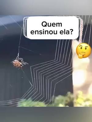 A Bíblia, em Provérbios 30:28, menciona a aranha como exemplo de algo pequeno, mas extremamente sábio: “a aranha que tece com as mãos e está nos palácios dos reis.”  Essa criatura nos ensina uma lição profunda: Deus usa o que parece insignificante para manifestar Sua grandeza.  A perfeição da teia é um reflexo do Criador que faz tudo com propósito e ordem. . . . . #criação #deus #god #natureza #jesus #deusnocomando #deusédeus🙏🙏🙏 