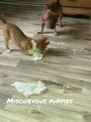 #boys #puppies #kleenex #tissue #chorkiesoftiktok #poodle #chihuahua #yorkie #toy #toybreed #smalldog #small 