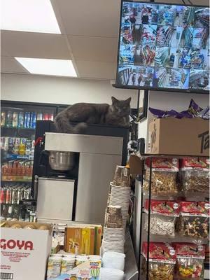 “Bodega Cat Chronicles“ Pt. 50 #bamz #djlobo #chrisg #chrisgnyc #matatan #bodega #bodegacats #chopcheese #deli #cornerstore #cornerstorecat #catbread #rasheed #catmanager #storecat #cat #catsoftiktok #cats #catlover #cattok 