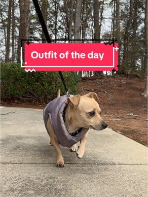 Everyday I’m Strutting 🐎🐾 Vest & Chain: @Five Below  #chancetheprancer #SlowMoVibes #DogFashion #ZoomiesInStyle #prancing #dogsoftiktok #dogsofinstagram  #OOTD #FurryStyle #cutedog