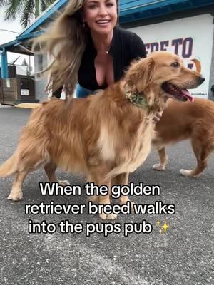 And with the golden swag walk ✨ @PupsPub #pupspubtampa #chloeandcalliesgoldenlife #tampa #florida #dogbar #offleash 