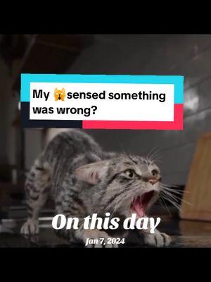 Finding my apartment was haunted 🫥😱 #verifydrwhatif #hauntedtiktok #hauntedapartment #catsoftiktok #onthisday 