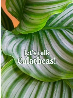 Today, we’re diving into Calatheas—their natural habitat, where they grow, and how that influences their care needs at home. These stunning plants are typically found across dense forest floors, thriving in low, filtered light and humid conditions. Understanding their origins is key to helping them flourish in your space! 🌱 Want to dive deeper? 🎥 The full Calathea video drops on YouTube this Thursday! Don’t miss it—subscribe to my channel to stay updated on all things plant care. #CalatheaCare #PlantParenting #HouseplantTips #CalatheaLovers #PistilsAndPollen #PlantCareGuide #SubscribeNow