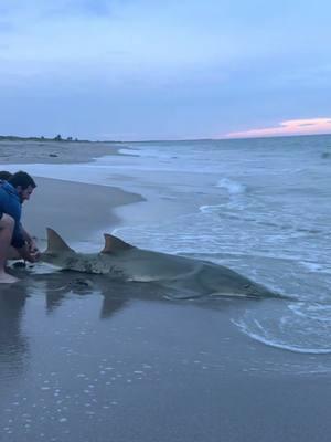 Crazy looking fish🫨 #shark #beachfishing #kooksoncamera 