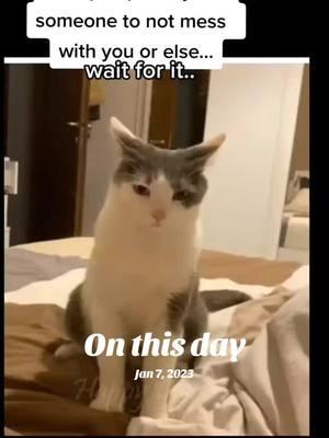 #onthisday #canttouchthis #funnyanimals #funnycats #catsof #dontmesswithme #fypage #kittycatsoftiktok 