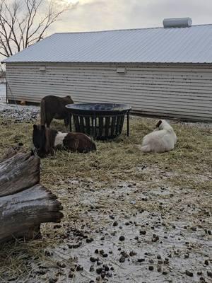 Quick highlight of the horses during morning chores on a cold day.  #horserescuereality #hifromsouthdakota #horsesoftiktok #mareandfoal #horseauction 