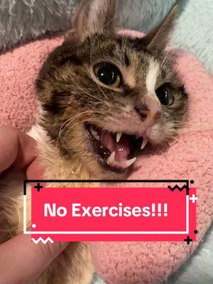 Exercises with Ysera #ysera #yseratok #kitten #cute #specialcat #catsoftiktok #kitty #goodmorningysera #catsofinstagram #catsoffacebook #ndd #neurodegenerativedisease #yserasarmy #exercises 