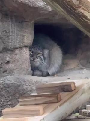 Something fluffy this way comes...🐾🐱 We are so excited to welcome 2-year-old female Pallas’ cat, Kaarina, to Utah’s Hogle Zoo! Kaarina’s move from Columbus Zoo in Ohio opens exciting breeding opportunities and continues a family legacy deeply rooted at Hogle Zoo—Kaarina is the great-granddaughter of our former Pallas’s cat breeding pair, Petenka and Hal! Her grandmother, Ting, was born here in 2017 before moving to another facility, where she had Tiina, who had Kaarina at Columbus Zoo in 2023. We’re thrilled to welcome their lineage back to the zoo with Kaarina! Pallas’ cats are known for their thick, heavy coats and signature grumpy faces. But Kaarina’s elusive and reserved nature isn’t just about her iconic look—like all Pallas’ cats, she’s most active in late summer and early fall, bulking up for winter and preparing for breeding season. Once winter sets in, she prefers to lay low, becoming less active during the day and often retreating to a cozy bed – a spot you’re likely to find her. Swing by Asian Highlands to welcome our newest resident to the zoo! #utahshoglezoo #hoglezoo #pallascat #cat #cats #pallas #grumpycat #utah #zoo