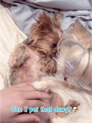 Can I pet that dawg? Frankie trying to pet Zoey 🐶 #canipetthatdog #cutedog #puppydog #sleepypuppy #puppylove #puppytiktok #dogsoftiktok #dogs #yorkies #fyp #funny #hilarious 