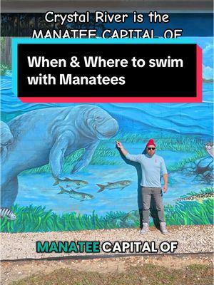 How to go swimming with manatees 🤿🤙💦 #manatee #manatees #wildlifelover #divetravel #bucketlisttravel #scubadivingwithkenny 