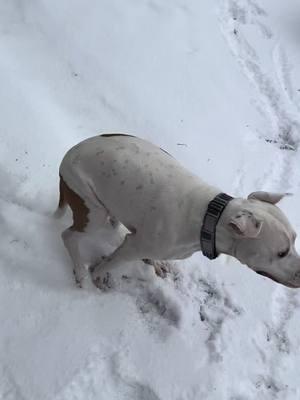 Just a little fun in the snow #fyp #foryou #foryourpleasure #dogtok #happydog #Love #dog #pet #mansbestfriend #🐶 #🐶🐶 #🐶🐶🐶🐶 #tiktokchallenge #tiktokviral #discover #r2 #adopt #bullybreed #pibble #americanbully #staffordshirebullterrier #pitbull #pitbul #pitbullsoftiktok #pitbulllove #pitbulls #foryourpage