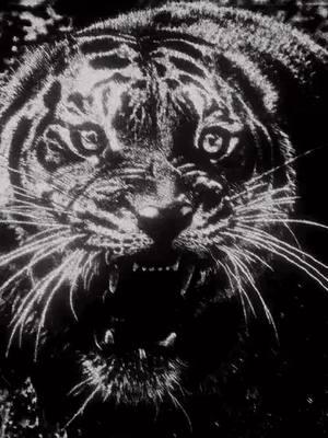 e.volution #fyp #tiger #edit #trending #wixvfx 