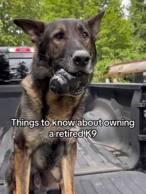 🎥 Curious what “retirement” means for a K9 hero? Spoiler alert: it’s all tail wags and well-earned naps! 🐾 Get a sneak peek! 👀 #RetiredK9Life 🐾 #K9Heroes ❤️ #DogHeroes #WorkingDogTurnedPet #HeroToHouseDog #DogLoversUnite 🐕 #LifeAfterService #TailWaggingHero #FurEverFamily #DogsOfTikTok #AnimalHeroes #AdventuresOfRetiredK9s #DogsAreFamily #FromServiceToSnuggles #PawsAndRelax