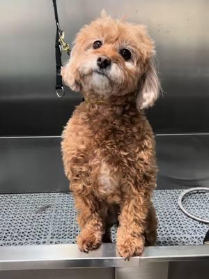 Rosie #doggrooming #doggroomer #doggroomerlife #doggroomersoftiktok #dogsoftiktok #cavapoo #cute #puppy 