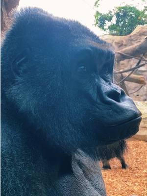 Little Joe is keeping an eye on things in the Tropical Forest. Yup, still toasty warm. #FranklinParkZoo #gorilla #silverback 