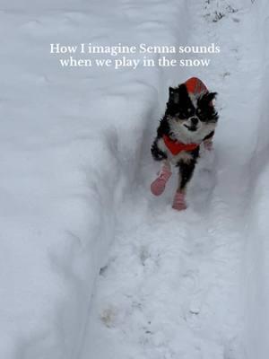 My sweet Aussie girl loves the snow !!🐾🤍 short queen just needed a little path to run on 🥹 #dogmomlife #dogmom #dogsplaying #australianshepherd #toyaussie #aussiemom #dogsinsnow #playinginsnow 