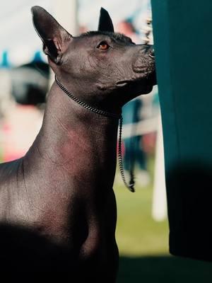 A beautiful lineup of Xolos this past weekend in Palm Springs! 🤩 . . . . #xoloitzcuintle #xoloitzcuintli #xolo #xolos #doggo #pupper #fyp #akc #xca #palmspringsdogshow #palmsprings #indio 