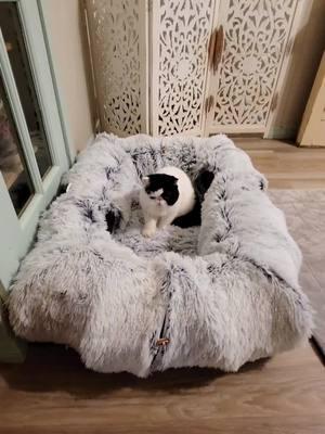 ❄️ARTIC BLAST❄️ It's cold here...for South Texas, that is. 😁 One of our wonderous supporters sent us several heaty houses & fuzzy tunnels. (Thank you Barbara!!) DeeDee loves the fuzziness!! ❤️ #southtexaspersianrescue #stxpersianrescue #stpr #stxpr #adoptdontshop #savingtheflatfacedandfluffytailed #whyrescueisimportant #persian #persianrescue #himalayan #himalayanrescue #exoticshorthair #exoticshorthairrescue #articfreeze #articblast