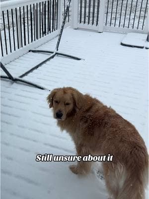 Snow days are the best days #fyp #foryoupage #goldenretriever #dogsandbabies #dogsoftiktok #goldenretrieversoftiktok 