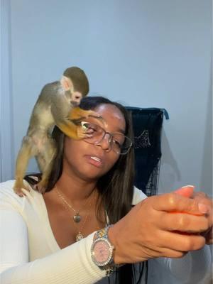 Yall sure yall want a pet monkey? Yall can babysit Abu for a day I bet you change your mind lol #petmonkey #abuthemonkey #fyp #PetsOfTikTok #pets 