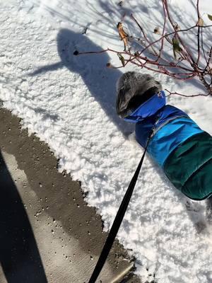 I was fed up today. It was like 20 degrees and he was loving every moment of it #goodestboy #havanesedog #cutedoggy 