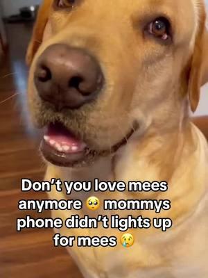 I hope yous still #Love #me #rocky #sweet #labrador #fy #dogloverstok #dogsoftiktok #dogtok #virl #fyp #sweetdog #adorable #pup #labsoftiktok #lovesme #willievergovirl🥺 #tiktokviral #feelin #unloved #lately 