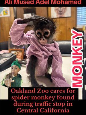 A baby spider monkey found on New Year’s Eve by officers with the California Highway Patrol inside a Rolls-Royce, along with a large amount of devils grass and five cellphones, is fighting for her life, officials at the Oakland Zoo announced.  #medera #centralcalifornia #spidermoneky #greenscreen 