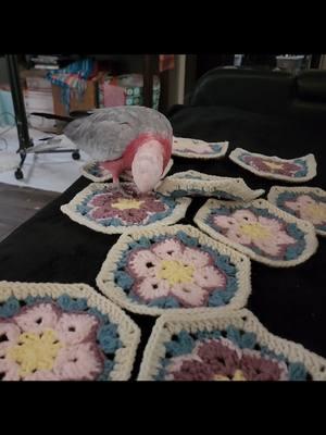 Rosie is always ready for inspection. #cockatoo #rosebreastedcockatoo #galah #galahcockatoo #galahsoftiktok #bird #birdtok #birds #birdsoftiktok #PetsOfTikTok #parrot #parrotsoftiktok #coworker #weirdo #QCO 