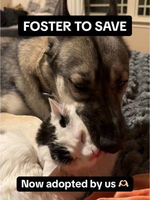 Replying to @𝑮𝒐𝒍𝒅𝒆𝒏𝒔 𝑫𝒊𝒈𝒈𝒆𝒓 Every paw has a story 🐾✨ Here’s to all the lives we’ve saved through fostering and adopting ❤️ You can be their hero too—open your heart and home today! 🏠❤️ #FosterLove #AdoptDontShop #SavingLives #RescuePets #FosterFail #fostersuccess 