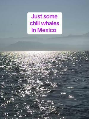 Missing Mexico w my bb #emmque #mexico #whalewatching #puertovallartamexico 