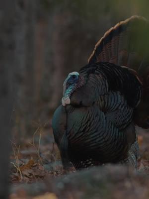 What states are you heading to this spring?  We are sure @chasing_49 will be all over capturing more amazing footage like this. #wildlife #wildlifeconservation #turkeytiktok #turkeyseason #fypage #Outdoors #wildanimals #wildlifephotography