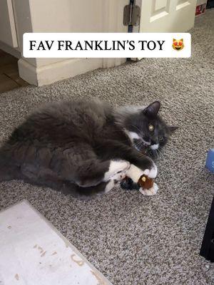 He really loves playing with it 😻 @franklino29  #catlover #cattoy #catsoftiktok #cutecat #cute #playingcat #playfulcat #giftedcollab #giftedforreview #honestinteractions 