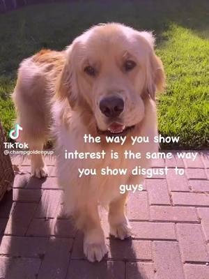 Can i use femcel ironically? #mixedsignals #goldenretriever #meme #sideeye #sideeyedog #dating #datinginyour20s 