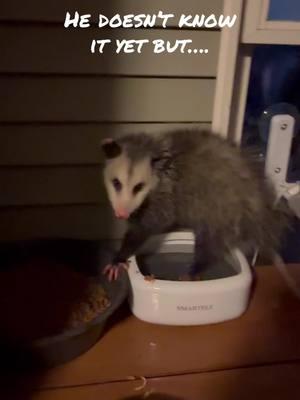 Just let me love you damn it!! #possum #possumsoftiktok #weregoingtobefriends 