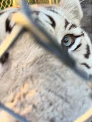 #onthisday did you know that Tigers chuff to communicate? #NOTpets #wildlifesanctuary #whitetiger #zoonaplesfl #EndangeredSpecies #bigcatkeeper 