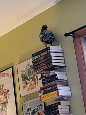 It seems to be a little slippery up there for him lol #pigeon #pigeonlovers #petpigeon #petbird #getapigeontheysaid #pancakethepigeon #adoptdontshop #pigeonlover #rockdove #Didithepigeon #palomacy #pigeondiplomacy