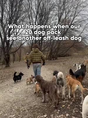 Training our pack to the highest standard is our top priority #DogTraining #dogtrainingtips #dogtrainingadvice #offleash #offleashlife #dogpack #dogwalking #dogwalkerlife #dogsonadventures #dogmom #dogsofinstagram #animallovers #fyp