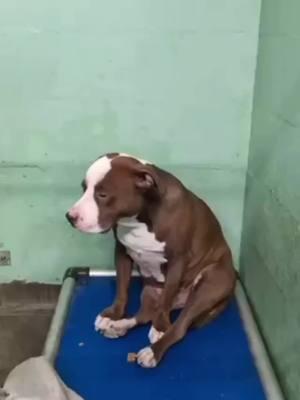 PLEASE SOMEONE CHATSWORTH CALIFORNIA SAVE THIS POOR BABY😭🙏🏻 HUSTLE NEEDS A MIRACLE NOW!!! THROWN AWAY AFTER 4 YEARS HE WILL NOW BE EUTHANIZED BEING IN THE SHELTER FOR ONLY TWO DAY’S! THIS IS NOT RIGHT! PLEASE SOMEONE HELP HIM🙏🏻😢🐾💔🐾#pitbull #savethepitties #pitbullrescue #bullyrescue #pitbulladvocates #saveme #pitbulllove #pittierescue #pittiesoftiktok 