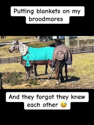 I cant with them.  #irishdraught #sporthorse #appaloosa #zangersheide #Warmblood #horse #horses #confused #cold #florida #mares #broodmares #foryou #fyp #whoareyou 