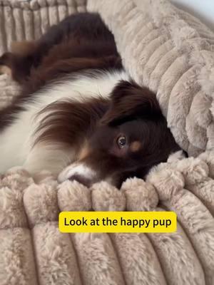 ⏰📦Unboxing time | It's that special moment again! My furry friend and I are thrilled about the mini sofa, it's paw-some! 🐶💕 #unboxing #unboxingvideos #pawfectgift #dogessentials #dogproducts #dogmom #puppyessentials #puppy #puppies #petproducts #dogfashion #ilovedogs #cutepuppy #funnydogs #petproductswelove #puppiesoftiktok #funnyfuzzy_pet