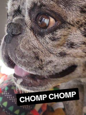 She never eats lettuce, but stolen lettuce is special #dogeatingasmr #asmr #cutedog #frenchie 