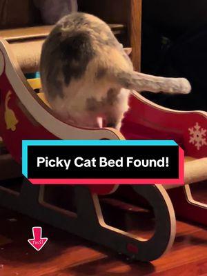 My Picky Cat Has Found A Bed! #pickycat #catbed #cattok #catsoftiktok #catlife #sampled #catmom #MadeMyYear #TTSLevelUp #TTSDelightNow 