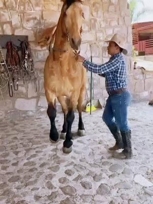 chulada de Bayo cabos negros 💯 #viralvideo  #caballos_bailadores_ #mexico #Nayarit #Sinaloa #caballosbailadores #Jalisco #costarica #mujer #horse #caballo #cavalo #rancho 