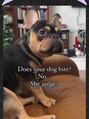 Frenchies: Masters of side-eye AND shade. 😒🐾 📷: @Kiwi.Da.Frenchie 🎥 Hit the link for more Frenchie attitude. #JudgyFrenchie #FrenchieTok #DogsOfTikTok #FunnyAnimals #PetTikTok #TrendingDogs #DogLover #BoujeeDogs #ViralPets #PetContent