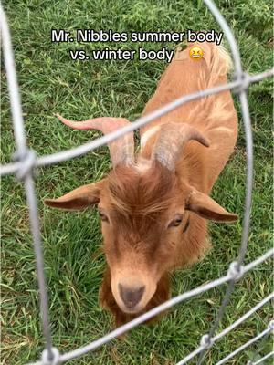 That winter coat came in full force😅 He’s so fluffy! #mrnibbles #wintercoat #goatsoftiktok 