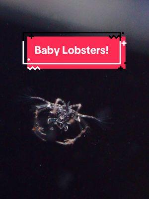 These babies hatched overnight on christmas day and I took this video of them on my olympus-tg6 camera!📸  Make sure to follow @Heal the Bay Aquarium for updates on their growth🦞 #babylobsters #lobster #baby #aquarium #aquariumfacts #marinebio #marinebiology #aquaculture #microscopic #foryoupage #foryou #cool #creatorsearchinsights 